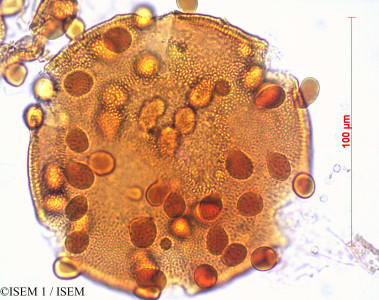 Bauhinia forficata - lame n° 29237